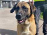 Femelle adulte croisée de type Berger d'Anatolie robe fauve 5 ans à adopter