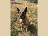 Mâle adulte de type Berger Belge Malinois robe fauve 6 ans à adopter