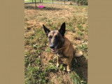 Mâle adulte de type Berger Belge Malinois robe fauve 6 ans à adopter