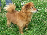 Mâle adulte de type épagneul nain robe orangée 8 ans 1/2 à adopter