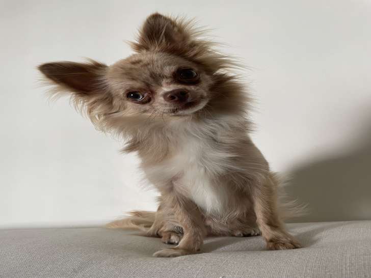 Chihuahua à poils longs pour saillie