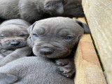 Chiots Cane Corso LOF &agrave; vendre