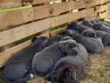 Chiots Cane Corso LOF &agrave; vendre