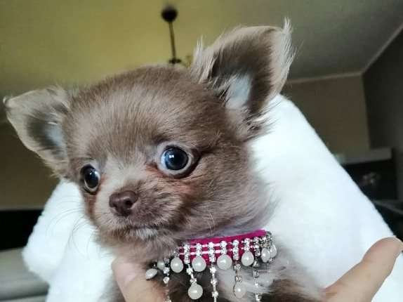 Chiots Chihuahuas à poil long à vendre