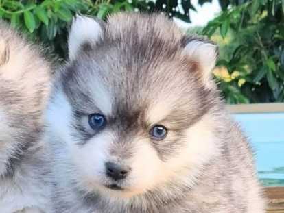 Chiots pomsky F4 de qualité exceptionnelle !