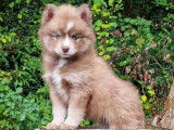 Chiots pomsky F4 de qualité exceptionnelle !