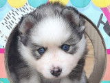 Chiots pomsky F4 de qualit&eacute; exceptionnelle !