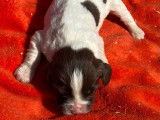 Endurants chiots English Springer Spaniel, LOF : 2 femelles et 6 mâles disponibles à partir du 25 octobre 2021
