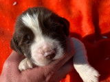 Endurants chiots English Springer Spaniel, LOF : 2 femelles et 6 mâles disponibles à partir du 25 octobre 2021