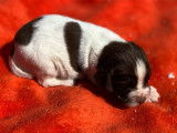 Endurants chiots English Springer Spaniel, LOF : 2 femelles et 6 mâles disponibles à partir du 25 octobre 2021
