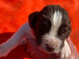 Endurants chiots English Springer Spaniel, LOF : 2 femelles et 6 mâles disponibles à partir du 25 octobre 2021