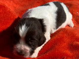Endurants chiots English Springer Spaniel, LOF : 2 femelles et 6 mâles disponibles à partir du 25 octobre 2021