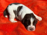 Endurants chiots English Springer Spaniel, LOF : 2 femelles et 6 mâles disponibles à partir du 25 octobre 2021
