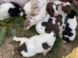 Endurants chiots English Springer Spaniel, LOF : 2 femelles et 6 mâles disponibles à partir du 25 octobre 2021