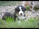 À réserver chiots Berger Australien, quatre mâles, une femelle, LOF, deux noirs tricolore, deux rouges tricolores, un rouge merle, disponibles dès le 23/10/2021