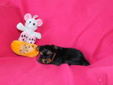 Tendre chiot femelle Yorkshire Terrier, LOF, noir et feu, à réserver pour disponibilité le 25/10/2021
