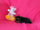 Tendre chiot femelle Yorkshire Terrier, LOF, noir et feu, à réserver pour disponibilité le 25/10/2021