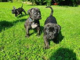Vends chiots Cané Corso LOF
