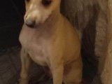 Chiot Petit Lévrier Italien à vendre
