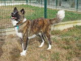 Jeune femelle robe tricolore de type Akita Inu 1 an 1/2 cherche famille