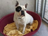 Bouledogue Fran&ccedil;ais non-LOF blanc et noir &agrave; placer