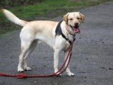M&acirc;le adulte de type Labrador Retriever robe sable 4 ans 1/2 &agrave; adopter