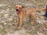 Jeune mâle robe rouanne croisé Labrador Retriever 1 an cherche famille