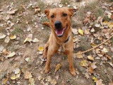 Jeune mâle robe rouanne croisé Labrador Retriever 1 an cherche famille