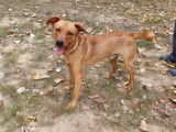 Jeune mâle robe rouanne croisé Labrador Retriever 1 an cherche famille