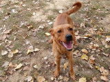 Jeune mâle robe rouanne croisé Labrador Retriever 1 an cherche famille