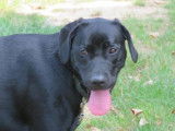 Jeune femelle de type Labrador Retriever robe noire 1 an cherche famille