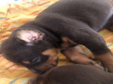 1 chiot Dobermanns à vendre (Mâles)