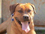 Mâle adulte croisé Dogue de Bordeaux robe orangée 5 ans / à adopter