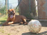 Mâle adulte croisé Dogue de Bordeaux robe orangée 5 ans / à adopter