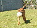 Mâle adulte croisé Dogue de Bordeaux robe orangée 5 ans / à adopter