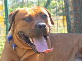 Mâle adulte croisé Dogue de Bordeaux robe orangée 5 ans / à adopter