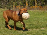Mâle adulte croisé Dogue de Bordeaux robe orangée 5 ans / à adopter