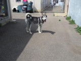 Femelle adulte d'apparence Malamute d'Alaska robe grise et blanche 5 ans 1/2 à adopter