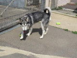 Femelle adulte d'apparence Malamute d'Alaska robe grise et blanche 5 ans 1/2 à adopter