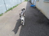 Femelle adulte d'apparence Malamute d'Alaska robe grise et blanche 5 ans 1/2 à adopter