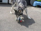 Femelle adulte d'apparence Malamute d'Alaska robe grise et blanche 5 ans 1/2 à adopter