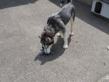 Femelle adulte d'apparence Malamute d'Alaska robe grise et blanche 5 ans 1/2 à adopter