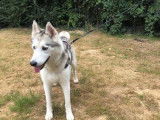 Femelle adulte d'apparence Husky Sibérien robe grise et blanche 9 ans 1/2 cherche foyer