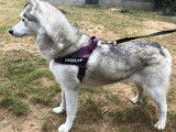 Femelle adulte d'apparence Husky Sibérien robe grise et blanche 9 ans 1/2 cherche foyer