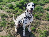 Mâle adulte de type Dalmatien 9 ans tacheté noir et blanc à adopter