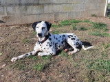 Mâle adulte de type Dalmatien 9 ans tacheté noir et blanc à adopter