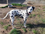 Mâle adulte de type Dalmatien 9 ans tacheté noir et blanc à adopter