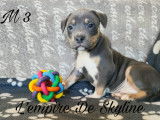 Chiots Amstaff tricolores à réserver