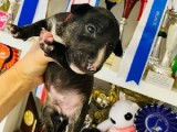 Rares : deux chiots mâles Bull Terrier disponibles à partir du 18/10/2021 pour rejoindre leur nouveau foyer