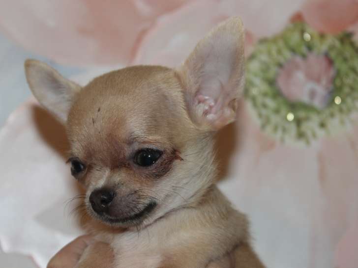 Magnifiques Chihuahua à poil court de petit gabarit à vendre